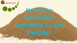 How Does Rhizobium Contribute To Soil Fertility
