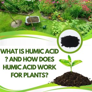 What is Humic Acid